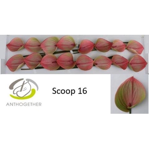 Anthurium Scoop