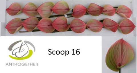 <h4>Anthurium Scoop</h4>