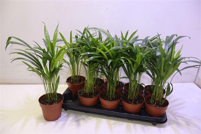 <h4>Dypsis Lutescens</h4>