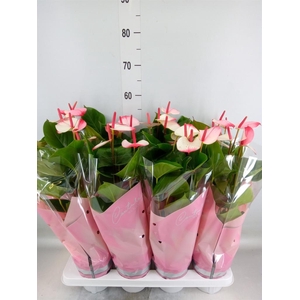 Anthurium 'Pr. Amalia Elegance'