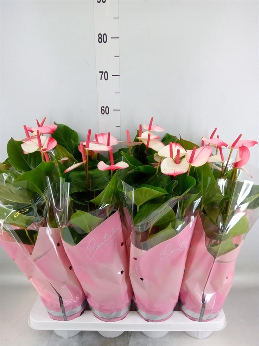 <h4>Anthurium  'Pr. Amalia Elegance'</h4>