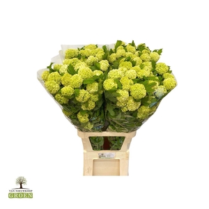 Viburnum Roseum St 4 Bal