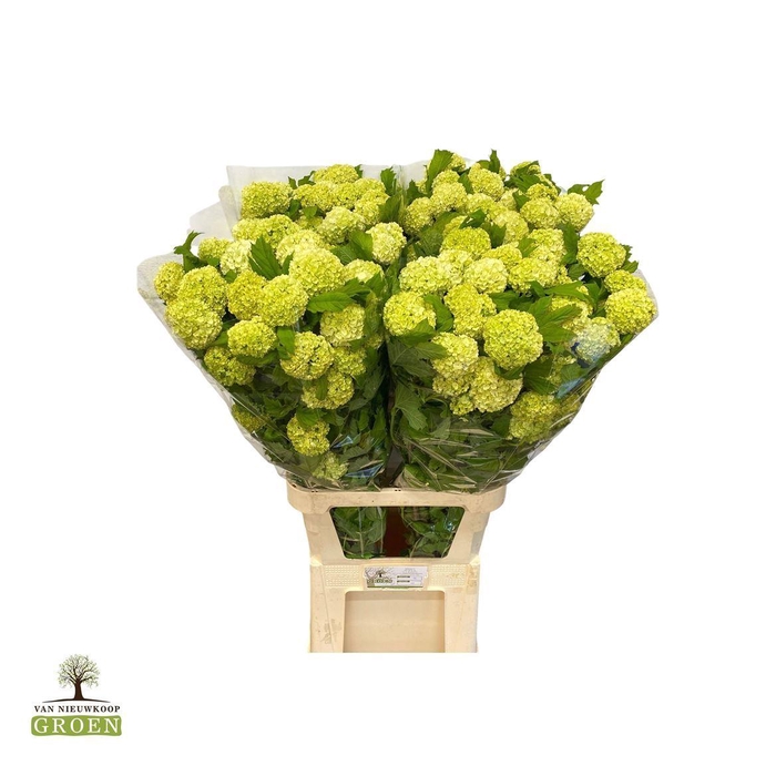<h4>Viburnum Roseum St 4 Bal</h4>