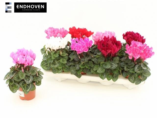 <h4>CYCL KL SUP WINTER</h4>