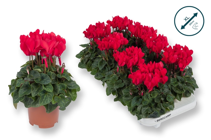 <h4>Cyclaam-XL-ROOD</h4>