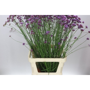 Verbena Has Pink Spires