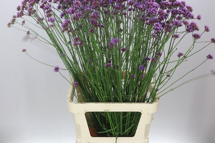 <h4>Verbena Has Pink Spires</h4>