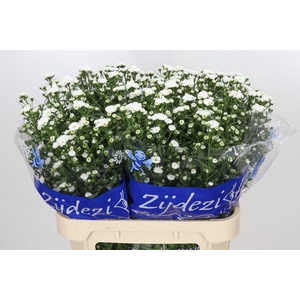Aster Cassy