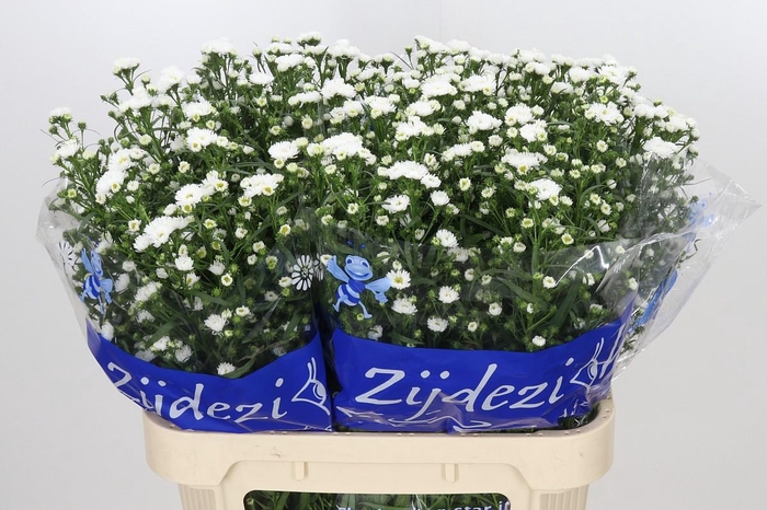 <h4>Aster Cassy</h4>