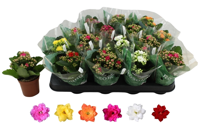 <h4>KAL GE RO GEM 6 KL</h4>