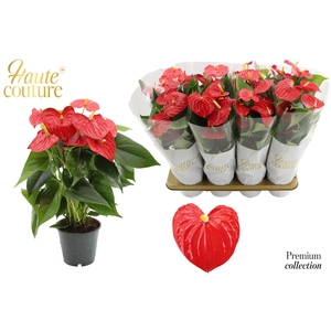 Anthurium 14 cm Esudo in Haute Couture sleeve