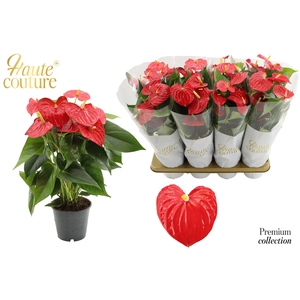 Anthurium 14 cm Esudo in Haute Couture sleeve