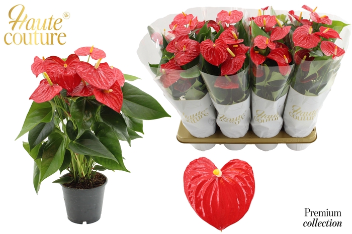 <h4>Anthurium 14 cm Esudo in Haute Couture sleeve</h4>