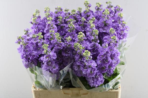<h4>Matth Mathilda Lavendel (x50)</h4>