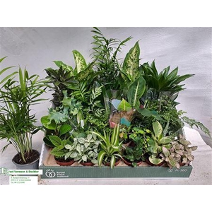 Kamerplanten Gemengd 24 Srt