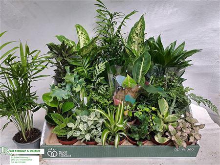 <h4>Kamerplanten Gemengd 24 Srt</h4>