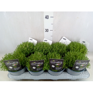 Thymus vulgaris 'Compactus'