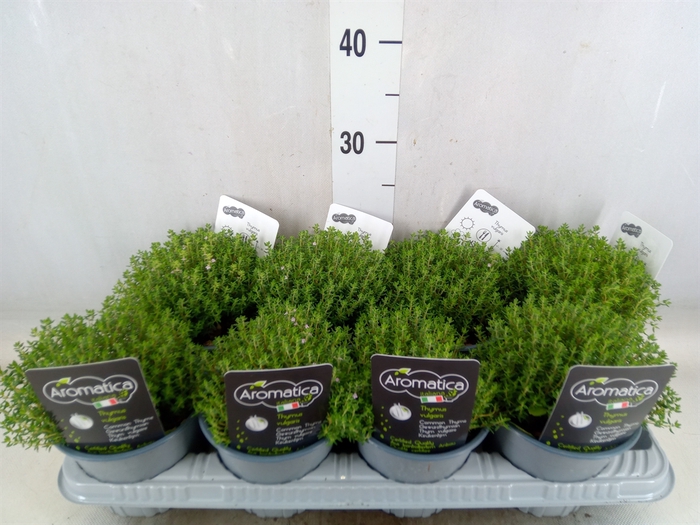 <h4>Thymus vulgaris 'Compactus'</h4>