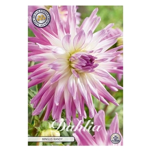 Dahlia Mingus Randy x1