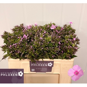 PHLOX P SWEET LEXY