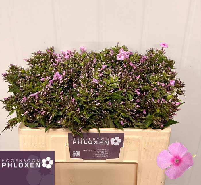 <h4>PHLOX P SWEET LEXY</h4>
