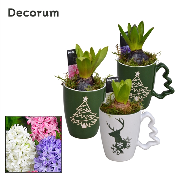 <h4>Arrangementen Hyacinthus 6%</h4>