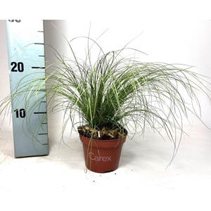 CARE C FROSTED CURLS