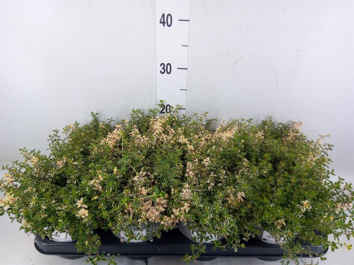 <h4>Thymus vulgaris</h4>