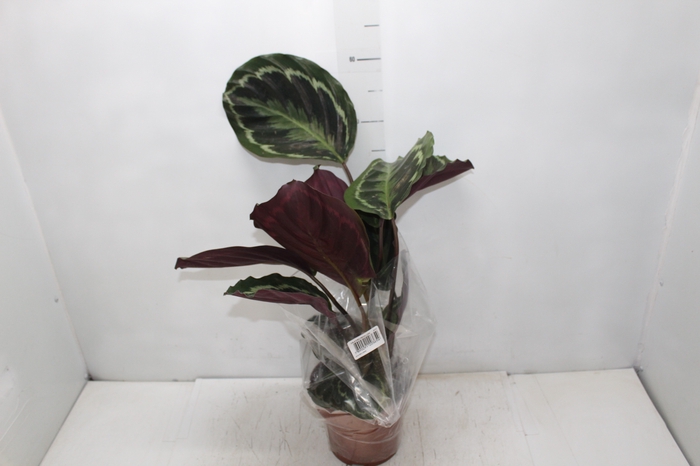 <h4>CALATHEA MEDALLION P17</h4>