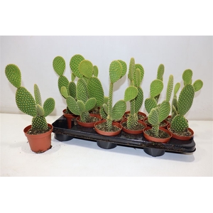 Opuntia Microdasys Red