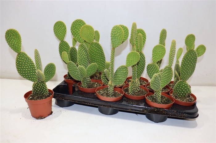 <h4>Opuntia Microdasys Red</h4>