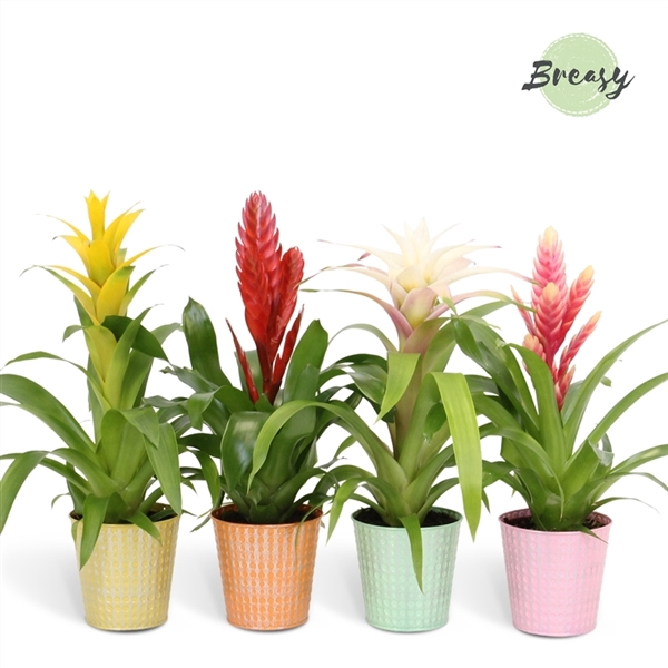 <h4>Bromelia Cupcake - 13cm in Orlando | Mimesis</h4>