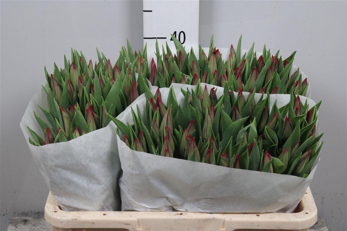 <h4>Tu En Strong Love</h4>