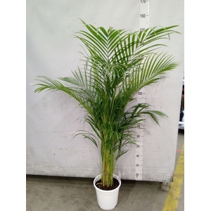 Dypsis lutescens   ...Chrysalidoca