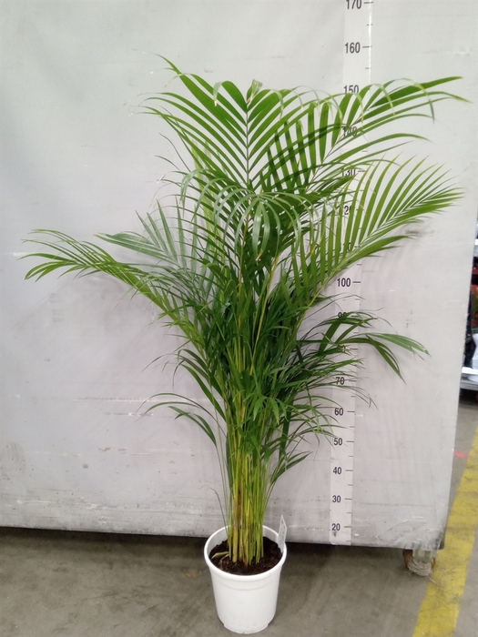 <h4>Dypsis lutescens   ...Chrysalidoca</h4>