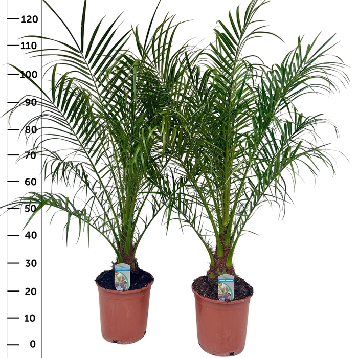 <h4>PHOENIX ROEBELENII</h4>