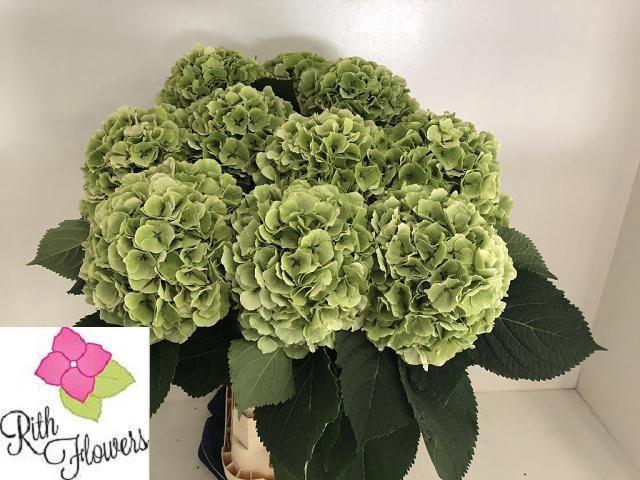 <h4>HYDR M CH VERENA CL</h4>