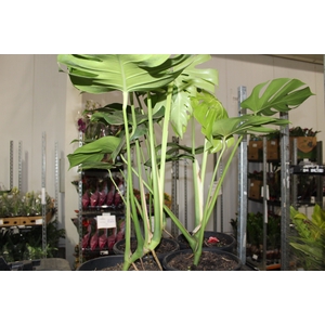 MONSTERA DELICIOSA P23