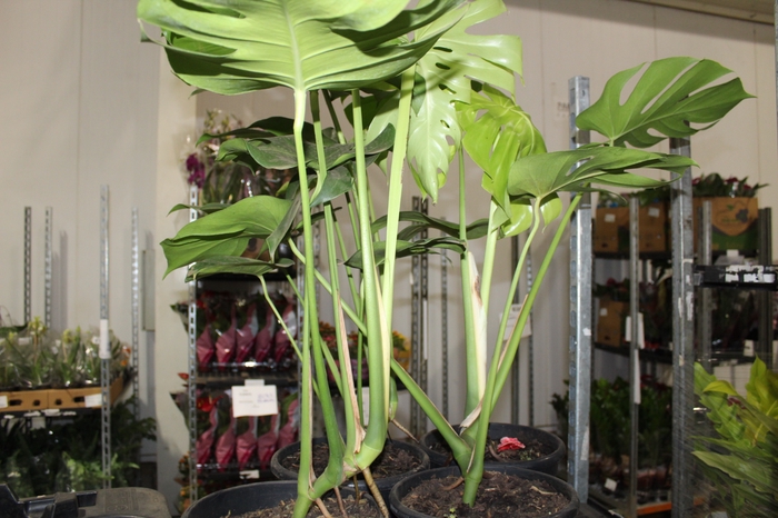 <h4>MONSTERA DELICIOSA P23</h4>