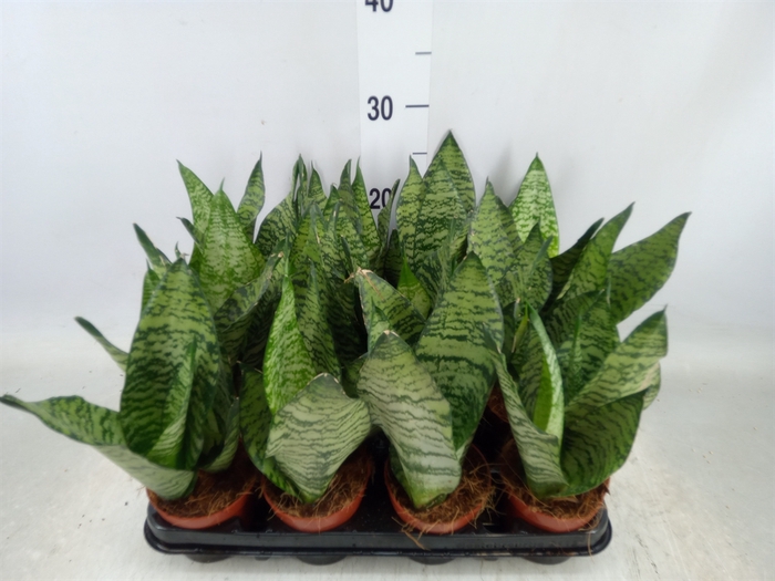 <h4>Sansevieria zeylanica</h4>