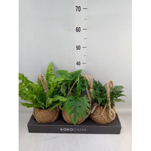 Planten Groen   ...mix  3