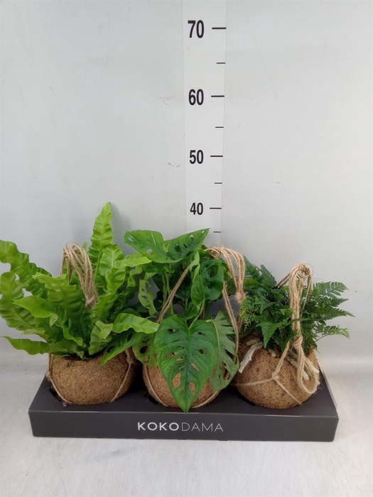 <h4>Planten Groen ...mix 3</h4>