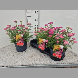 ACHI MILLEFOLIUM