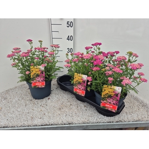 ACHI MILLEFOLIUM
