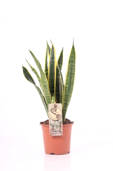 <h4>Sansevieria P14 Laurentii</h4>