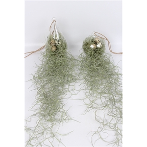 Tillandsia in ovaal en bol glas