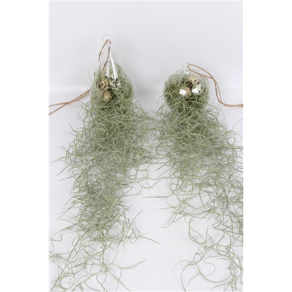 <h4>Tillandsia in ovaal en bol glas</h4>