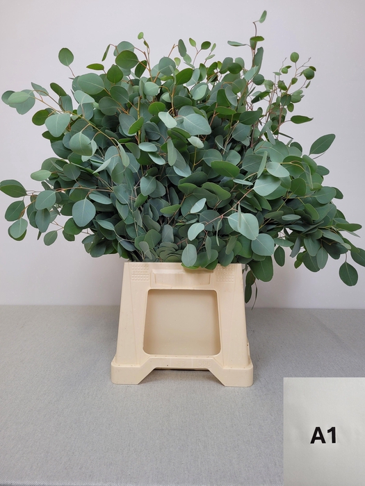 <h4>EUC POPULUS PB</h4>