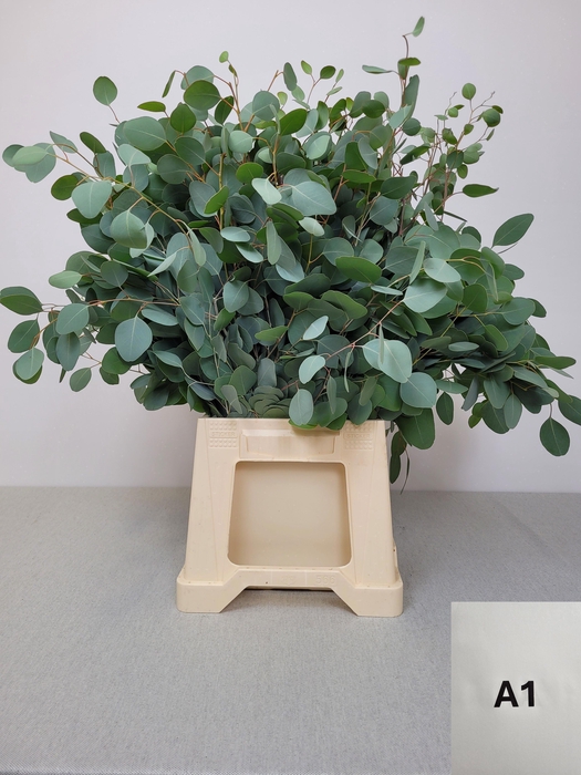 <h4>EUC POPULUS PB</h4>