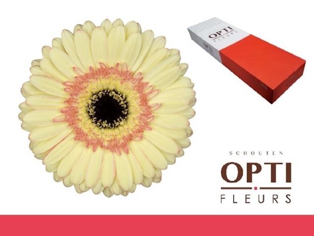 <h4>GE GR CARTIZZE</h4>